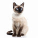 Siamese Cat - Digital image of cat for download - Vermont Country Digital
