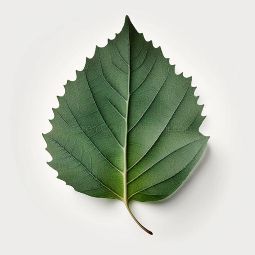 Ash tree leaf - Digital images of tree leaves for download. JPG image - Vermont Country Digital