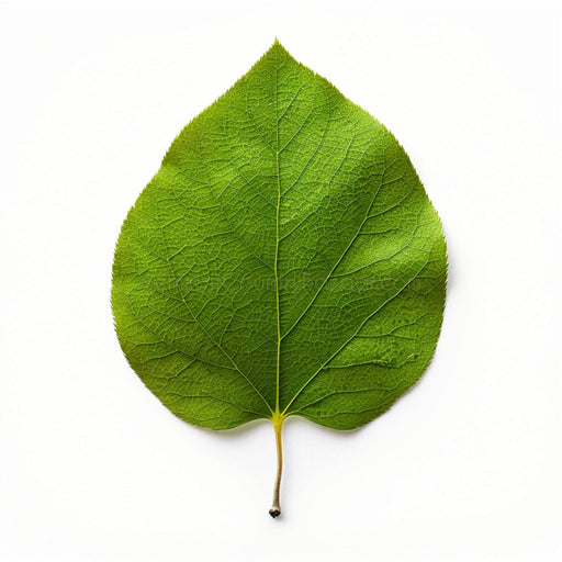 Aspen tree leaf digital image - Digital image of aspen tree leaf for download - Vermont Country Digital