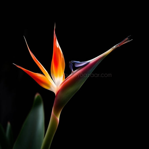 Bird of Paradise Flower - Flower images for download - Vermont Country Digital