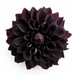Black Dahlia -Ai digital image of black dahlia flower for download. JPG image - Vermont Country Digital