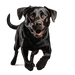 Black Labrador retreiver - Young Labrador retriever image for download - Vermont Country Digital