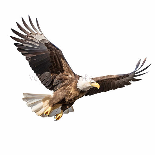 Eagle Fly- Digital image for download of Eagle soaring - Vermont Country Digital