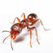 Fire Ant- Digital image for download of aggressive fire ant - Vermont Country Digital