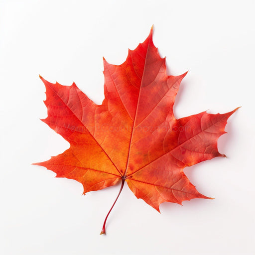 Firey Maple Leaf- Digital image for download of red maple leaf. Vermont autumn colors - Vermont Country Digital