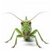 Grasshopper - Digital image if grasshopper for download - Vermont Country Digital
