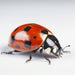 Ladybug on white -Digital Image for download - Vermont Country Digital