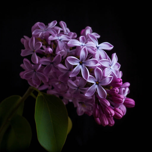 Lilac on black -Digital Image for download - Vermont Country Digital