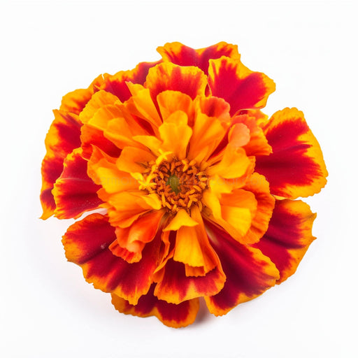 Marigold on white -Digital Image for download - Vermont Country Digital