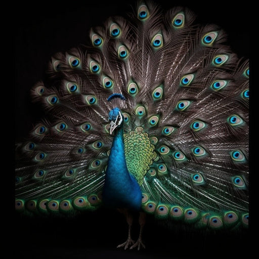 Peacock - Single Image of peacock Digital Download - Vermont Country Digital