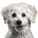 Poodle images - two pack of poodle images for download, png, jpg files. - Vermont Country Digital