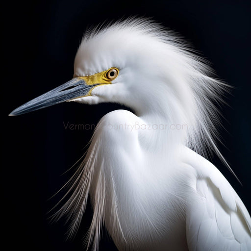 Snowy Egret - White plumed Egret image for download. Generative wildlife bird images. - Vermont Country Digital