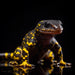 Spotted Salamander - Digital color image of spotted salamander for download - Vermont Country Digital